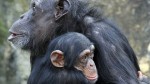 151125100006_chimp_young_chimpanzee_and_his_mum_624x351_getty_nocredit
