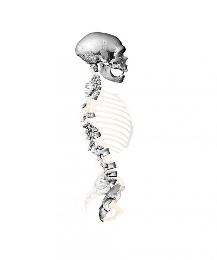 Виртуальная реконструкция скелета неандертальца из Ла Шапель. Credit: Martin Häusler, UZH