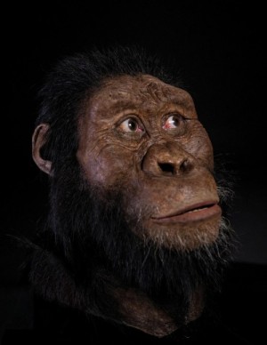 Реконструкция облика Australopithecus afarensis, автор John Gurche.