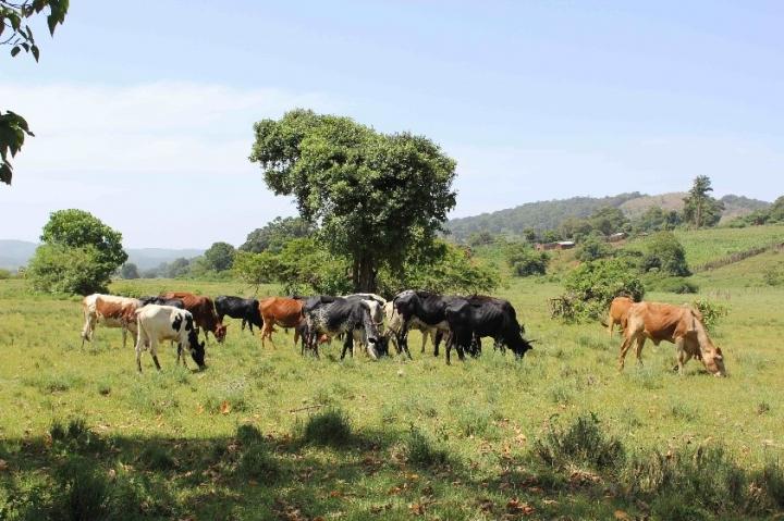 Крупный рогатый скот в Кении. 
Credit  A. Janzen