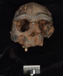 Реплика черепа H. erectus с острова Ява. Источник: Trustees of the Natural History Museum.
