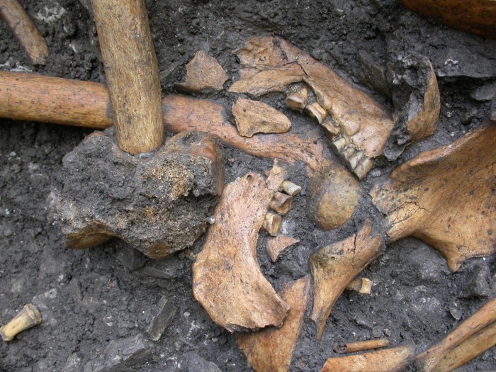 Фрагменты нижней челюсти, археологический сайт Власак, Сербия. Image credit: Dušan Bori.