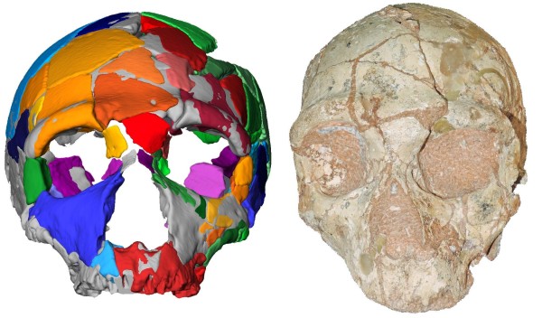 Череп Apidima 2 (справа) и его реконструкция (слева), принадлежащий неандертальцу. Credit: Copyright Katerina Harvati, Eberhard Karls University of Tübingen.