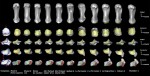 Сравнение костей и суставов большого пальца неандертальцев (пять образцов справа) и современных людей. (Bardo et al. , 2020)