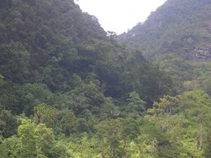 Дождевые леса на Суматре