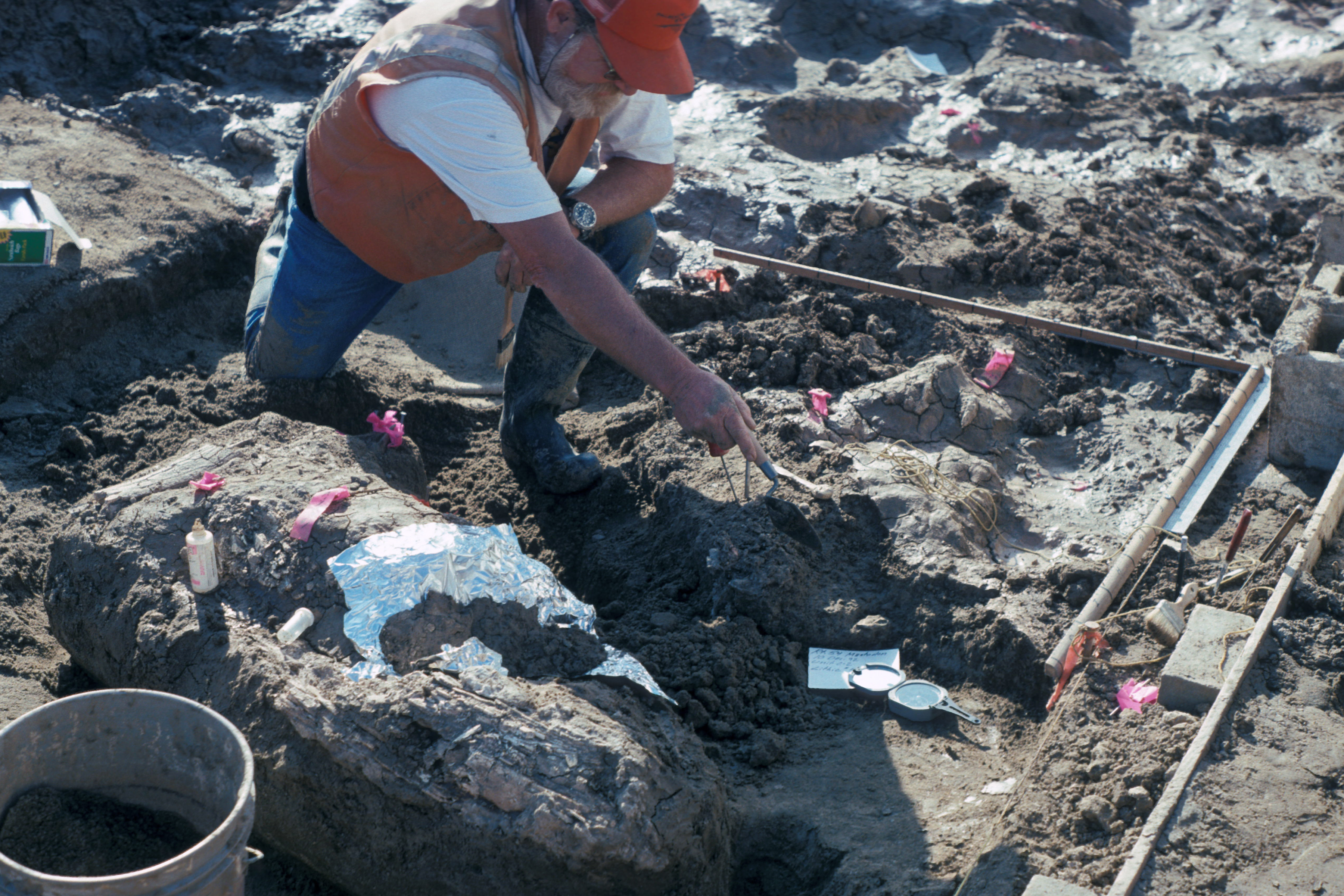 Палеонтолог Дон Свансон из Музея естественной истории Сан-Диего работает на раскопе в Cerutti Mastodon. Источник: San Diego Natural History Museum