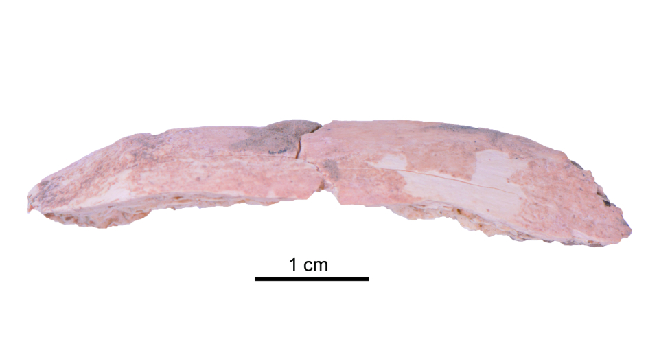 Фрагмент ребра денисовца, обнаруженный в пещере Байшия
Dongju Zhang’s group / Lanzhou University