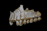 Верхняя челюсть неандертальца из пещеры Эль-Сидрон