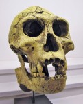 Реконструкция черепа человека из Дманиси (https://ru.m.wikipedia.org/wiki/%D0%A4%D0%B0%D0%B9%D0%BB:Homo_Georgicus_IMG_2921.JPG)