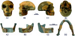 Вид реконструированной нижней челюсти из Хуалондуна (HLD 6) и черепа  (Wu et al., 2023).