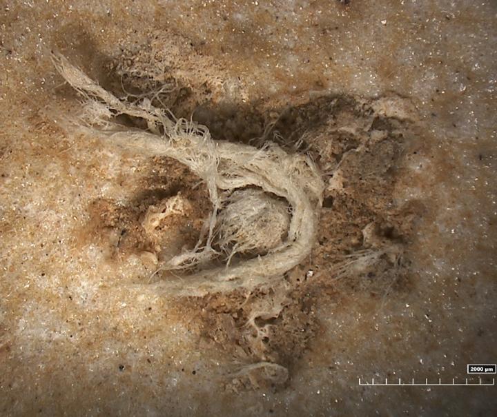Фрагмент неандертальского шнура под микроскопом. 
Credit

© C2RMF
