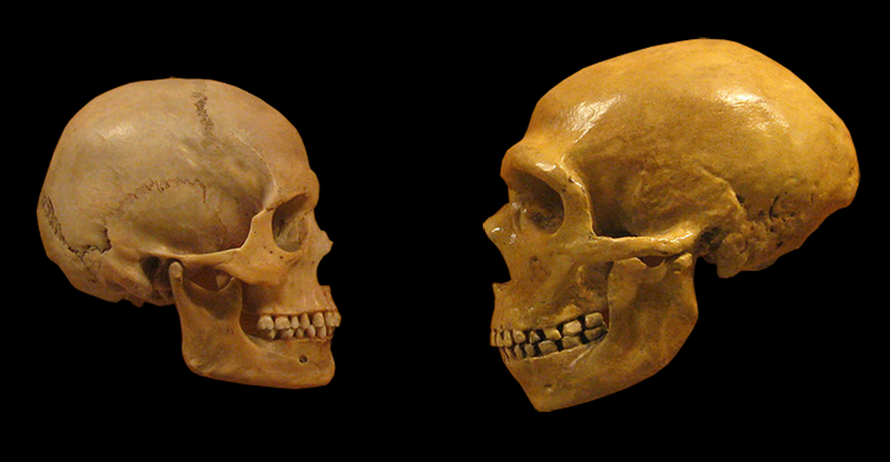 Череп Homo sapiens (слева) и неандертальца (справа).  (Credit: Wikimedia Commons)