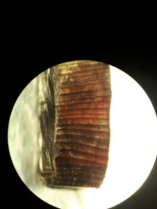 Wood microscope image 1.image_jpeg