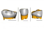 Компьютерная реконструкция молочных зубов неандертальцев. Credit: Federico Lugli