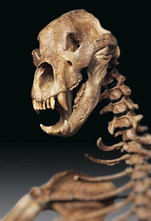 Скелет пещерного медведя (фото с сайта Дарвиновского музея http://www.darwinmuseum.ru/projects/exhibition/hrap-peshernogo-medvedya)
