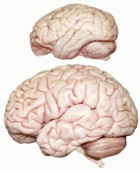 мозг-2