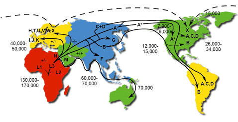 Миграции, прослеженные по мтДНК.  Источник mitomap.org