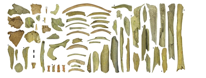 Кости неандертальцев из пещеры Гойе.