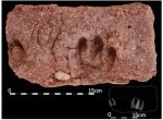 Отпечаток козьих копыт в неолитическом поселении в Ганджи-Даре  (Daly et al., 2021).