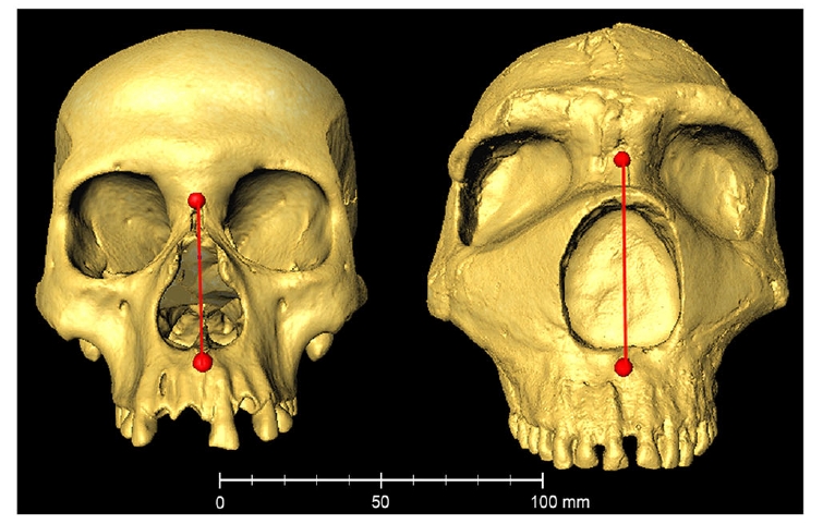 Сравнение лицевой части черепа современного человека и неандертальца (Amud 1). Высота носа показана красной линией (Li et al., 2023).