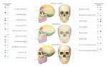 Реконструкция профиля черепа денисовца в сравнении с черепом современного человека и неандертальца (из статьи Gokhman, et al. , 2019)