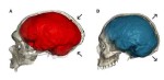 Форма мозга неандертальца из пещеры Ла-Шапель (слева) и современного человека (справа)
