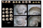 Бусины из раковин Cyclope neriteaornamental, найденные в Италии и на Балканах (D. Boric,  E. Cristiani)