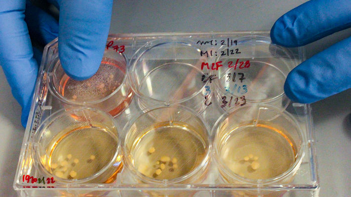 Органоиды в чашке Петри в лаборатории.