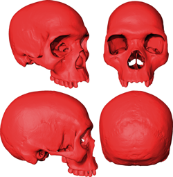 Виртуальный череп последнего общего предка Homo sapiens. Credit: Aurélien Mounier / CNRS-MNHN