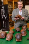 Палеоантрополог Рассел Кичон с коллекцией черепов H. erectus из Нгандонга.  Credit: Photo by Tim Schoon/University of Iowa