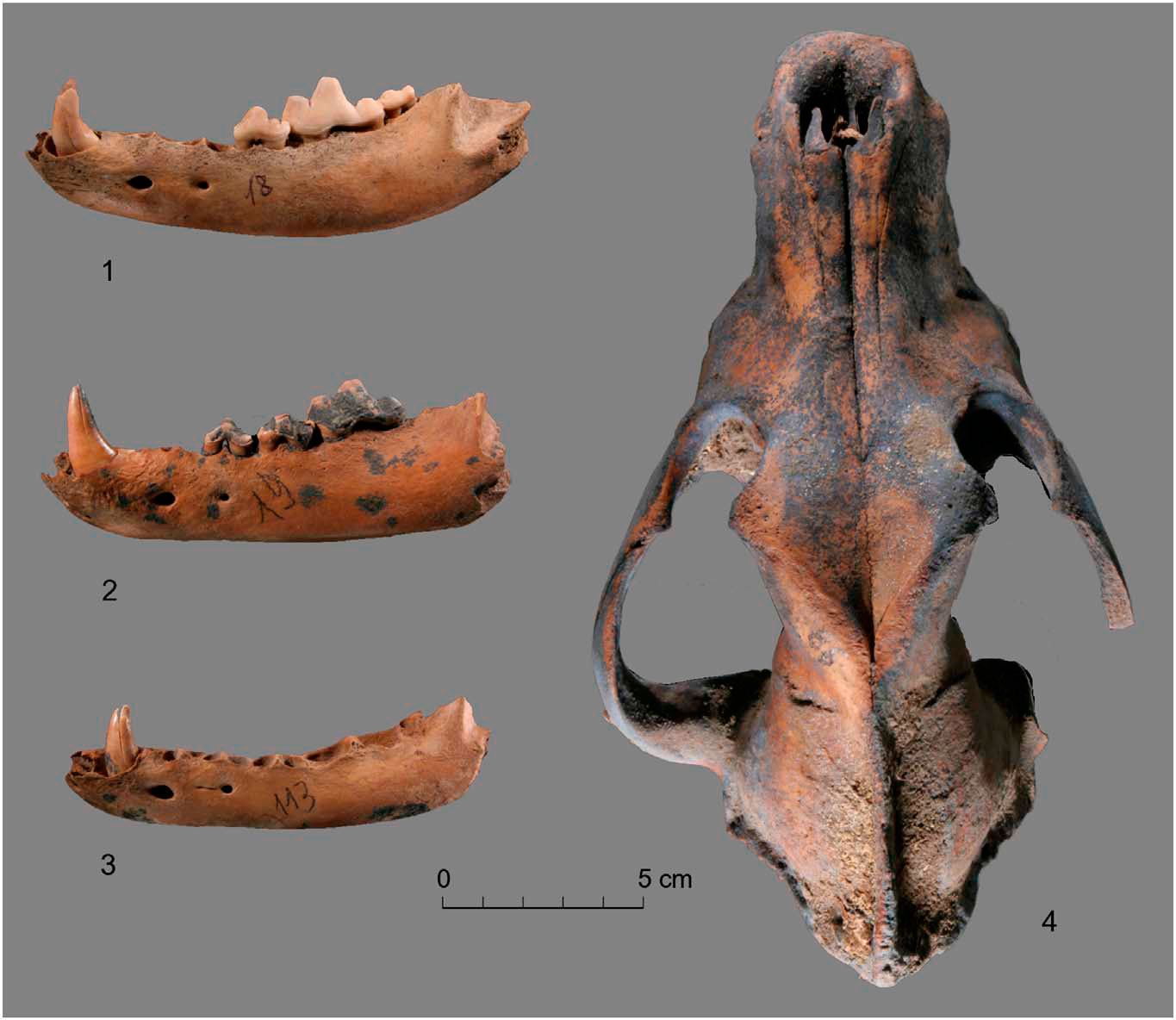 Находки останков собак на острове Жохова — 3 нижние челюсти, найденные в 2004 году, и череп, найденный в 2003 году.